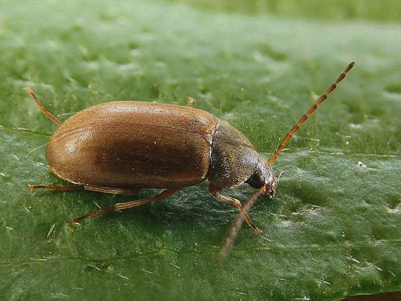 Tenebrionidae Alleculinae: Isomira sp.? Sì.